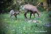 B�b� chamois et sa maman