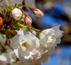 Fleurs de cerisier 