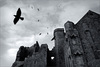 Les corbeaux de Rock of Cashel