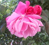 Belle rose.