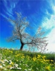 Multicolor Spring - l'arbre de Montaigne, 2021