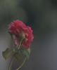 oh le belle rose
