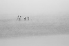 Dans la brume, les cormorans 