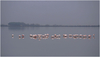 Flamants roses