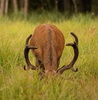 Photo d'un cerf faite hier dans les hautes Vosges 