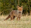 Photo d'un renard fait le 11/06/2023