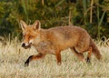Renard en chasse 