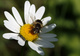A la tienne l�Abeille