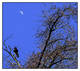 Le corbeau et la lune