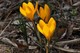 Crocus