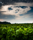 ciel de vigne