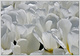 Blanc de Tulipes