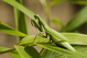 Mantis Religiosa