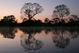 Reflets du Pantanal 