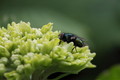 mouche sur hortensia 